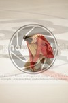 ref. photo 3482182