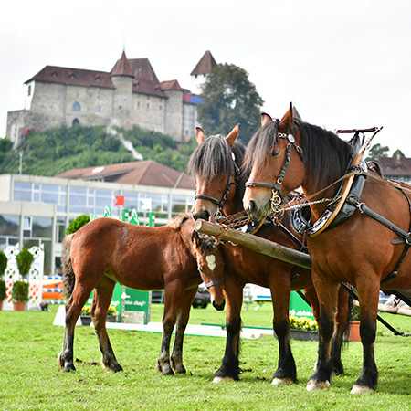 CS Burgdorf 28.09.2025