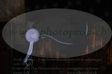 ref. photo 3351674