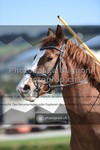 ref. photo 3549264