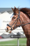 ref. photo 3550242