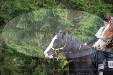 ref. photo 3356570