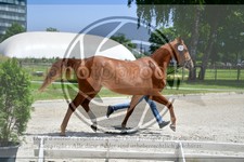 ref. photo 3664108