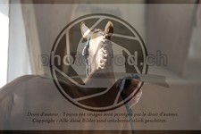 ref. photo 3664180