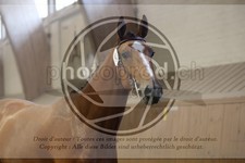 ref. photo 3666319