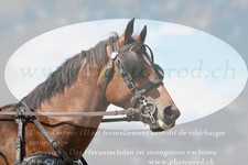 ref. photo 3278298