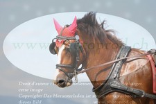 ref. photo 3279023