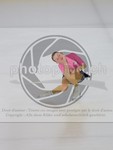 ref. photo 3990937
