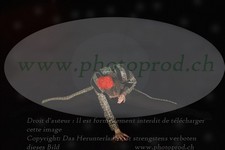 ref. photo 3185294