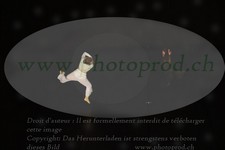 ref. photo 3188112
