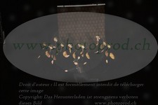 ref. photo 3189371