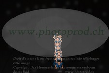 ref. photo 3210403