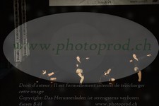 ref. photo 3211537
