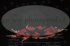 ref. photo 3216263