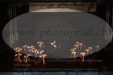 ref. photo 3218545