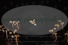 ref. photo 3218602