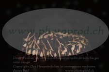 ref. photo 3218610