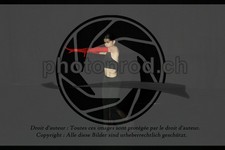 ref. photo 3634777