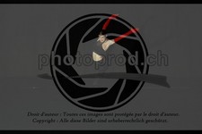 ref. photo 3634807