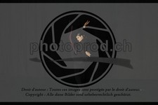 ref. photo 3635239
