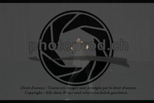 ref. photo 3635297