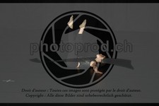 ref. photo 3635390