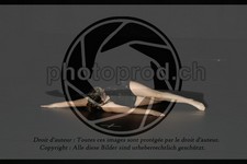 ref. photo 3636294