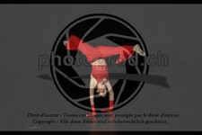 ref. photo 3636351