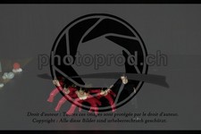 ref. photo 3637299