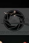 ref. photo 3623056