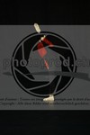 ref. photo 3624930