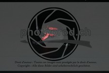 ref. photo 3627787