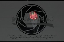 ref. photo 3627810