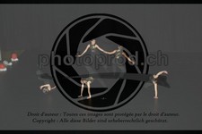 ref. photo 3628538