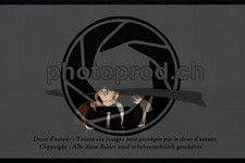 ref. photo 3628632