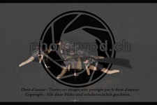 ref. photo 3628706