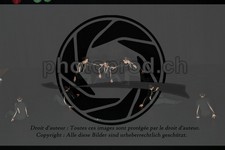 ref. photo 3628874
