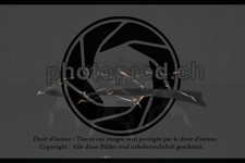 ref. photo 3628906