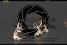 ref. photo 3629074