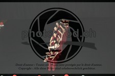ref. photo 3629841