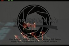 ref. photo 3630059