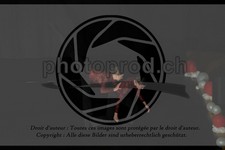 ref. photo 3630700