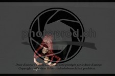 ref. photo 3630706