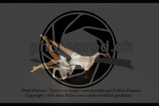 ref. photo 3630874