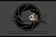 ref. photo 3631917