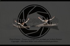 ref. photo 3632268