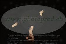 ref. photo 3171745