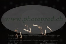 ref. photo 3172465
