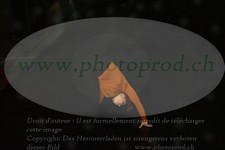 ref. photo 3172773