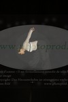 ref. photo 3174047